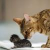 Что делать если кошка не кормит новорожденных котят