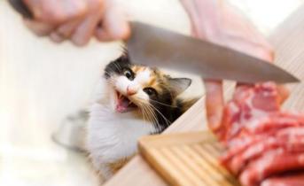 Сколько раз в день кормить кошку: правила питания Кормление взрослых кошек