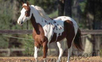 Самые красивые лошади мира однотонной и смешанной масти Редкие виды лошадей