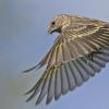 Птица чиж: что говорит наука о певчей птахе?