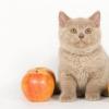 Здоровье и питание британской кошки: что важно знать и чем кормить
