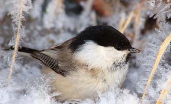 Как птицам пережить холодную зиму?