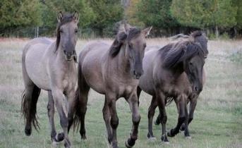 Самые дорогие лошади в мире Какая самая редкая порода лошадей в мире