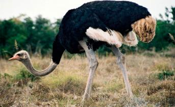 Естественная среда обитания страусов