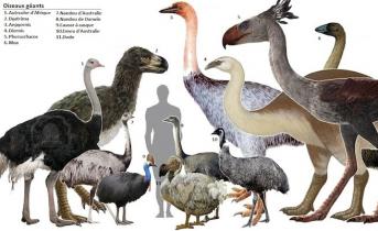 Какая птица самая большая Самая большая птица в мире летающая даллас